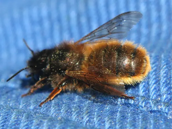 Leif Bratt, Nina Dahl